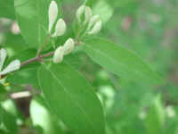 Honeysuckle, Morrow (Lonicera morrowii) - 10