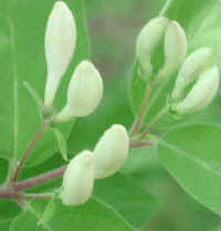 Honeysuckle, Morrow (Lonicera morrowii) - 10a