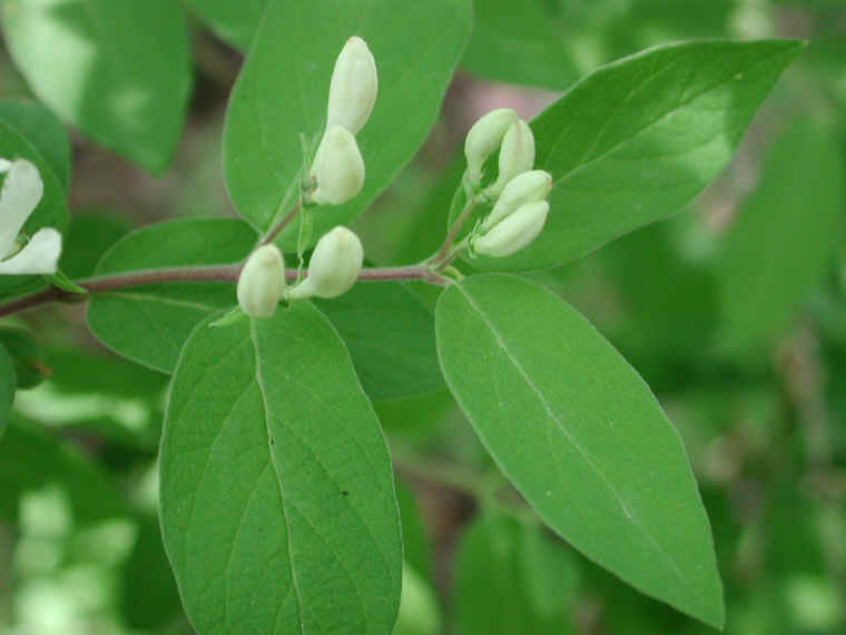 Honeysuckle, Morrow (Lonicera morrowii) - 11