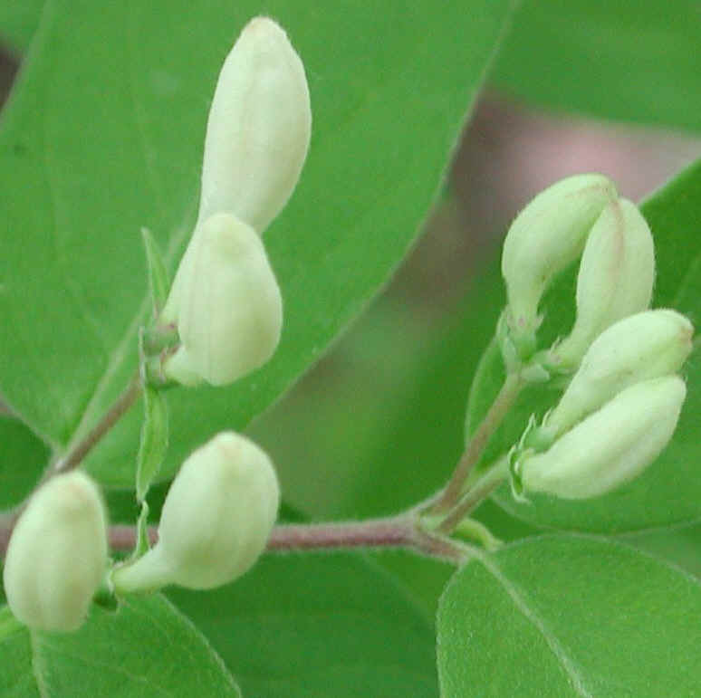 Honeysuckle, Morrow (Lonicera morrowii) - 11a