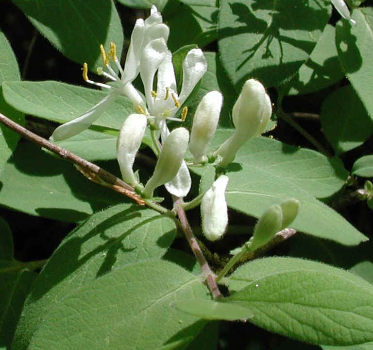Honeysuckle, Morrow (Lonicera morrowii) - 13a