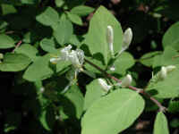 Honeysuckle, Morrow (Lonicera morrowii) - 14