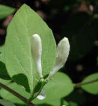 Honeysuckle, Morrow (Lonicera morrowii) - 14a