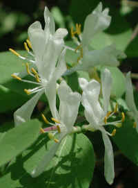 Honeysuckle, Morrow (Lonicera morrowii) - 15a