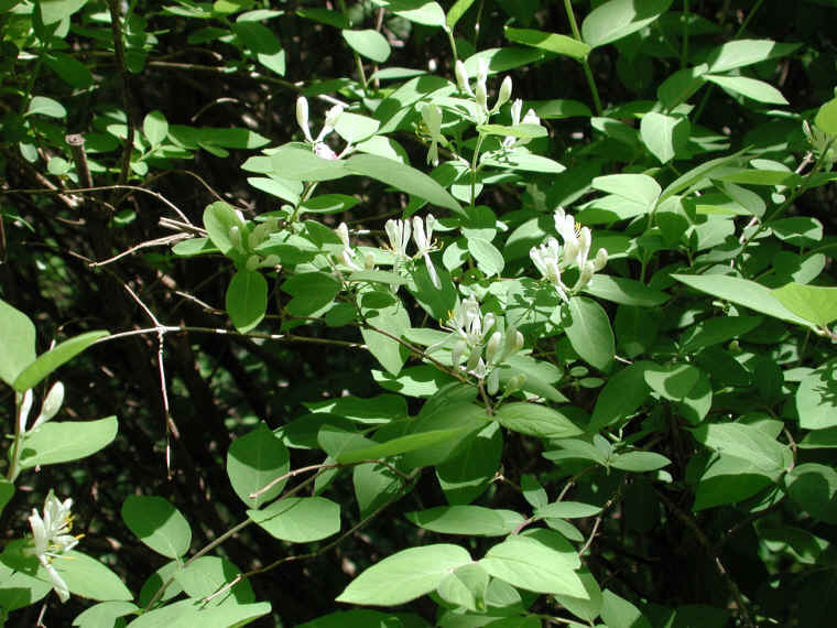 Honeysuckle, Morrow (Lonicera morrowii) - 16