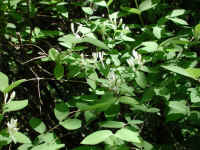 Honeysuckle, Morrow (Lonicera morrowii) - 16