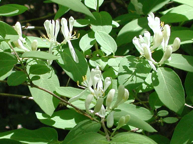 Honeysuckle, Morrow (Lonicera morrowii) - 16a