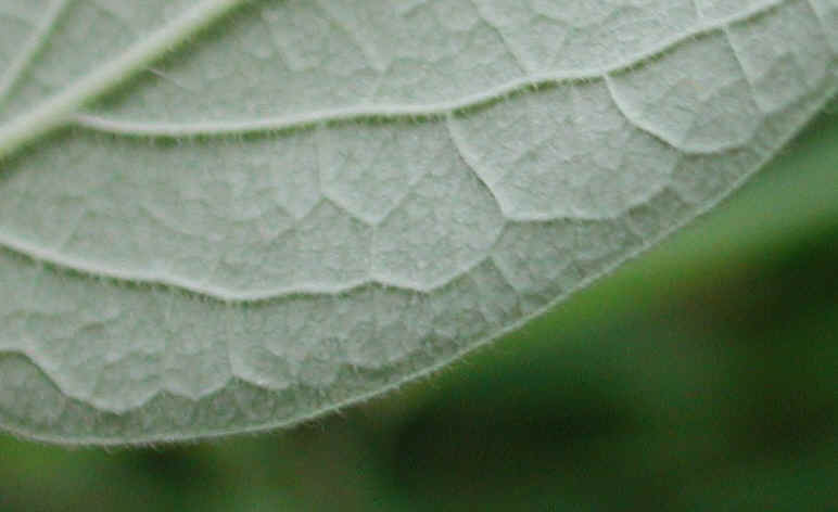 Honeysuckle, Morrow (Lonicera morrowii) - 18
