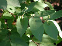 Honeysuckle, Morrow (Lonicera morrowii) - 19