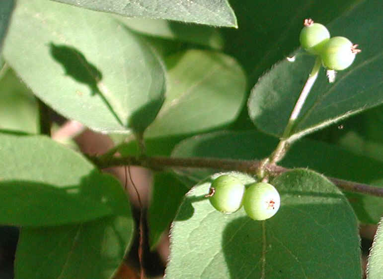 Honeysuckle, Morrow (Lonicera morrowii) - 19a