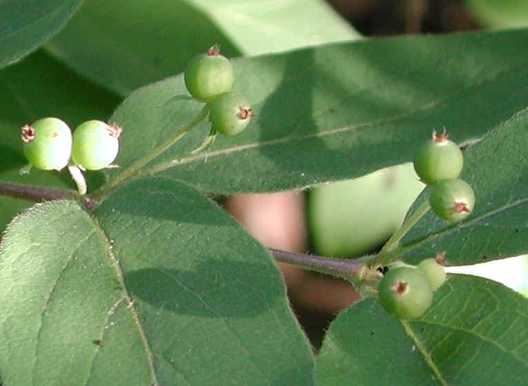 Honeysuckle, Morrow (Lonicera morrowii) - 19b