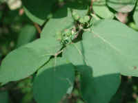 Honeysuckle, Morrow (Lonicera morrowii) - 20