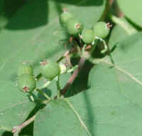 Honeysuckle, Morrow (Lonicera morrowii) - 20a