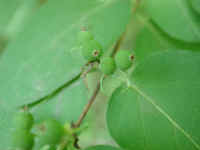 Honeysuckle, Morrow (Lonicera morrowii) - 21
