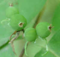 Honeysuckle, Morrow (Lonicera morrowii) - 21a