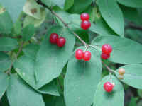 Honeysuckle, Morrow (Lonicera morrowii) - 22