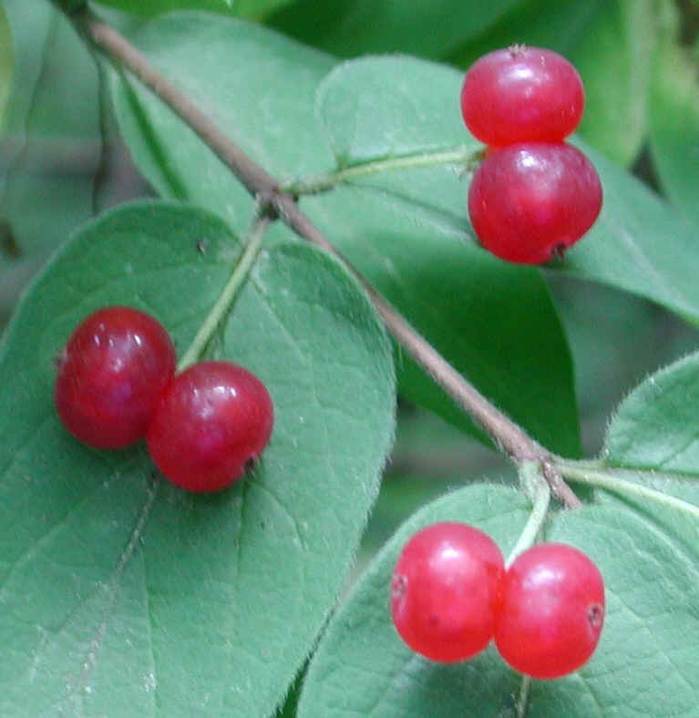 Honeysuckle, Morrow (Lonicera morrowii) - 22a