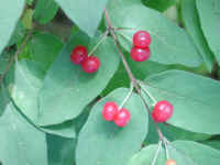 Honeysuckle, Morrow (Lonicera morrowii) - 23