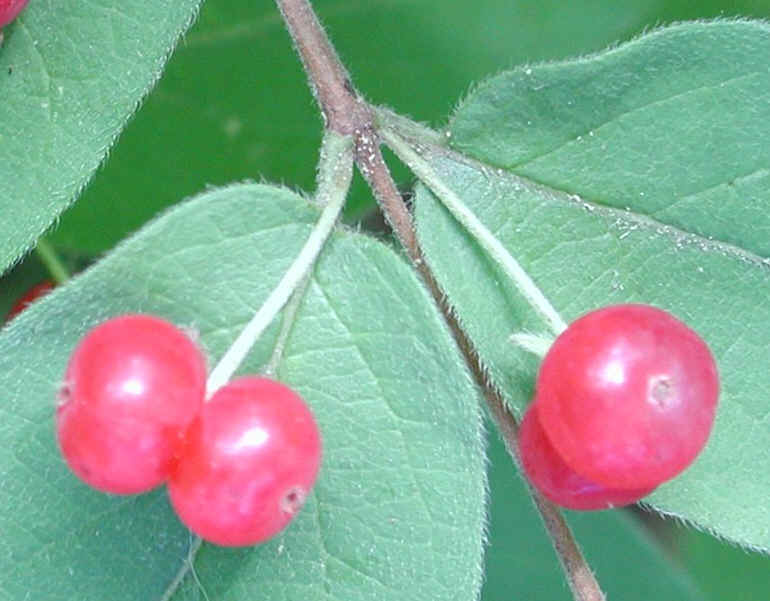 Honeysuckle, Morrow (Lonicera morrowii) - 23a