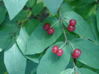 Honeysuckle, Morrow (Lonicera morrowii) - 24