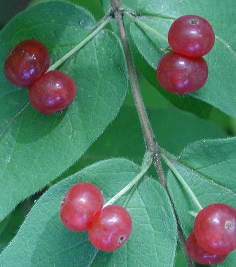 Honeysuckle, Morrow (Lonicera morrowii) - 24a