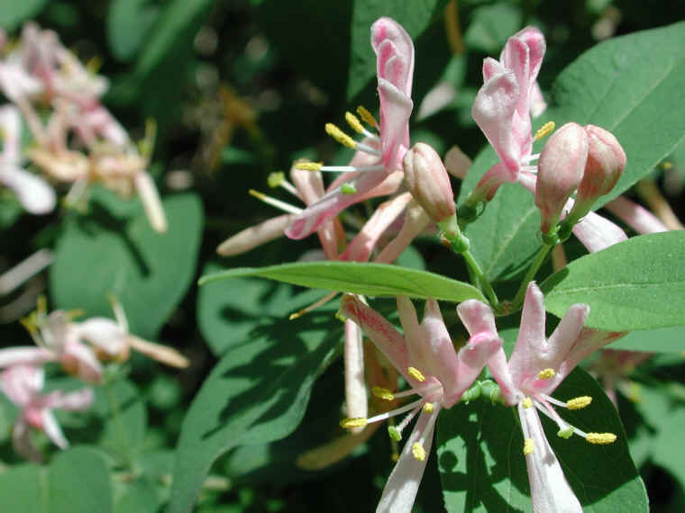 Tartarian Honeysuckle (Lonicera tatarica) - 03
