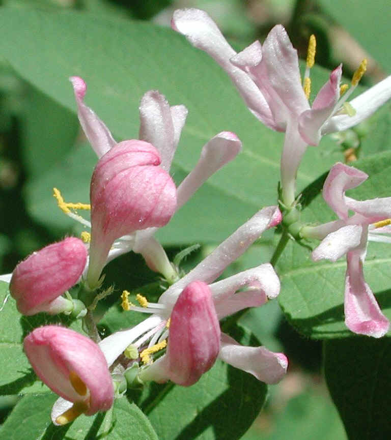 Tartarian Honeysuckle (Lonicera tatarica) - 04a