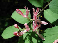 Tartarian Honeysuckle (Lonicera tatarica) - 05