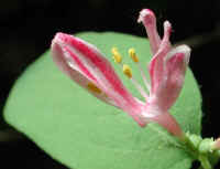 Tartarian Honeysuckle (Lonicera tatarica) - 05a