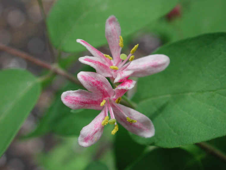 Tartarian Honeysuckle (Lonicera tatarica) - 06