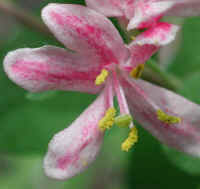 Tartarian Honeysuckle (Lonicera tatarica) - 06a