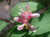 Tartarian Honeysuckle (Lonicera tatarica) - 07