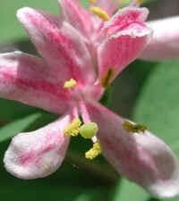 Tartarian Honeysuckle (Lonicera tatarica) - 07a