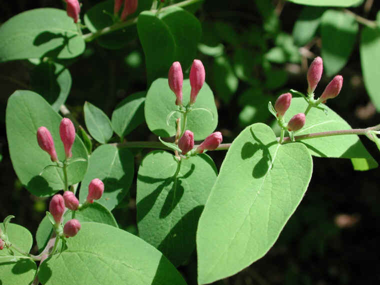 Tartarian Honeysuckle (Lonicera tatarica) - 08