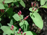 Tartarian Honeysuckle (Lonicera tatarica) - 10