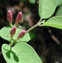 Tartarian Honeysuckle (Lonicera tatarica) - 10a