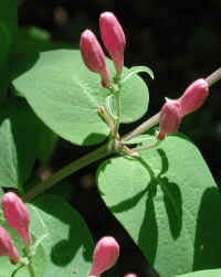 Tartarian Honeysuckle (Lonicera tatarica) - 10b