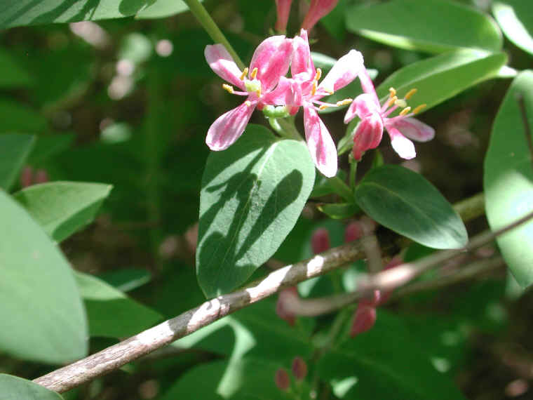 Tartarian Honeysuckle (Lonicera tatarica) - 12