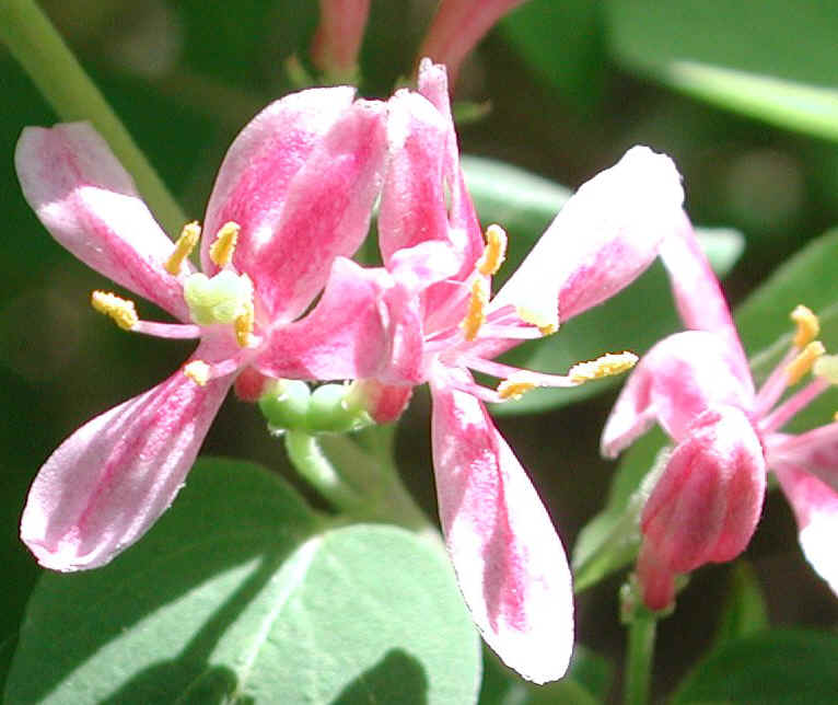 Tartarian Honeysuckle (Lonicera tatarica) - 12b