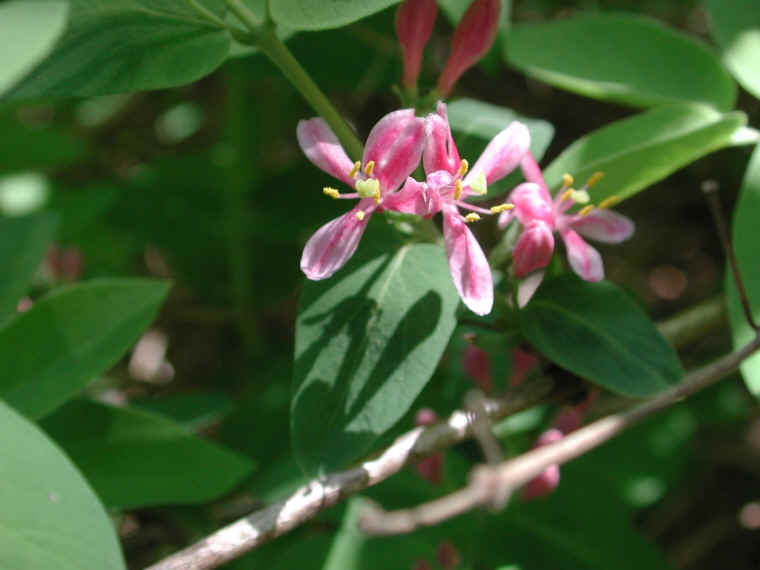 Tartarian Honeysuckle (Lonicera tatarica) - 13