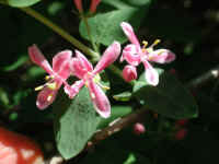 Tartarian Honeysuckle (Lonicera tatarica) - 14
