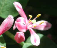 Tartarian Honeysuckle (Lonicera tatarica) - 14a