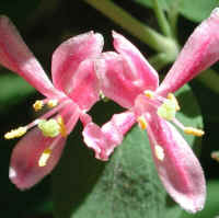 Tartarian Honeysuckle (Lonicera tatarica) - 14b