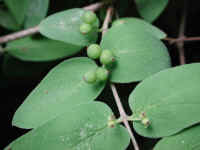 Tartarian Honeysuckle (Lonicera tatarica) - 16