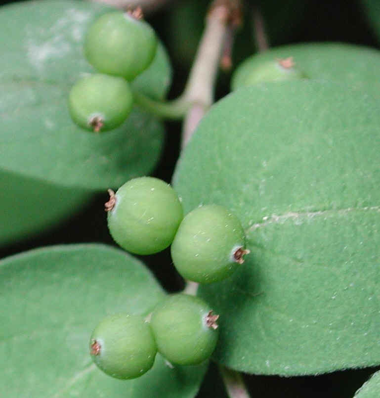 Tartarian Honeysuckle (Lonicera tatarica) - 16a