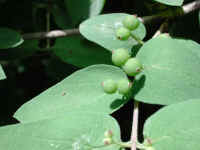 Tartarian Honeysuckle (Lonicera tatarica) - 17