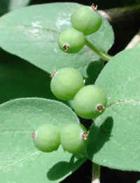 Tartarian Honeysuckle (Lonicera tatarica) - 17a