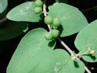 Tartarian Honeysuckle (Lonicera tatarica) - 18