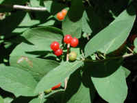 Tartarian Honeysuckle (Lonicera tatarica) - 19