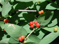 Tartarian Honeysuckle (Lonicera tatarica) - 20